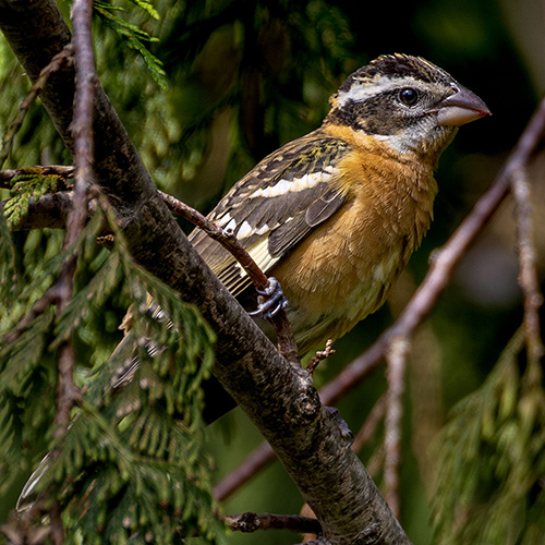 Black-headed Grosbeak