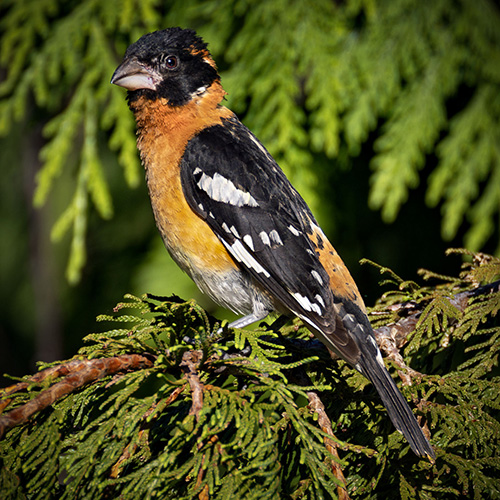 Black-headed Grosbeak