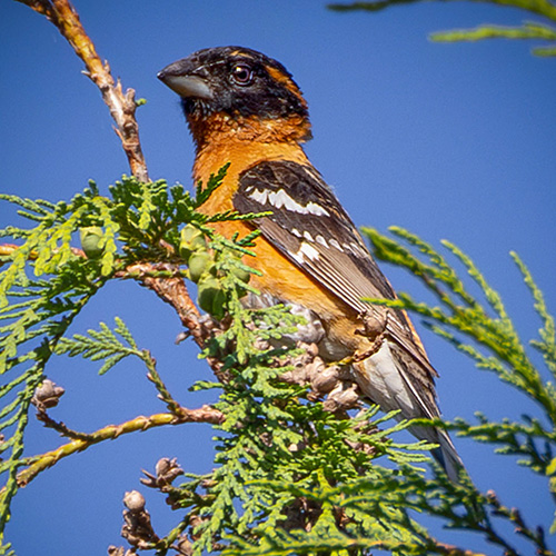 Black-headed Grosbeak