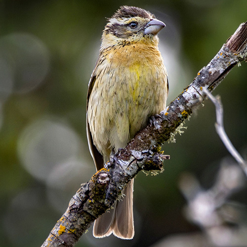 Black-headed Grosbeak