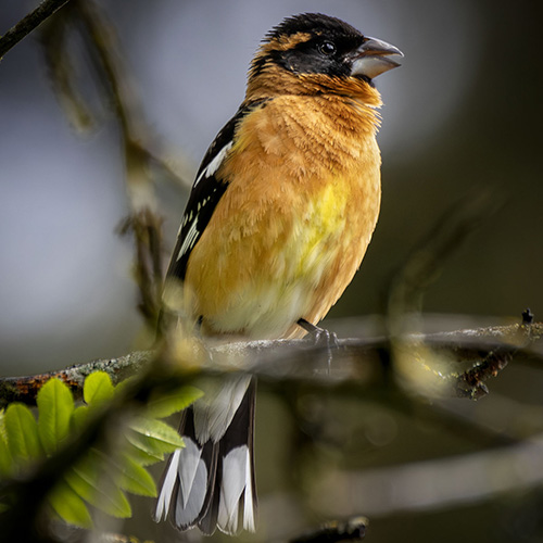 Black-headed Grosbeak