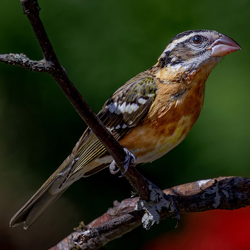Black-headed Grosbeak
