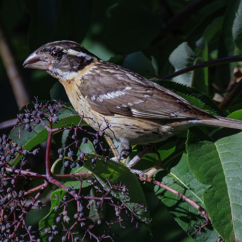 Black-headed Grosbeak