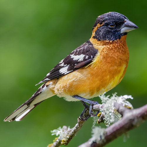 Black-headed Grosbeak