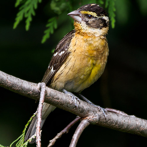 Black-headed Grosbeak