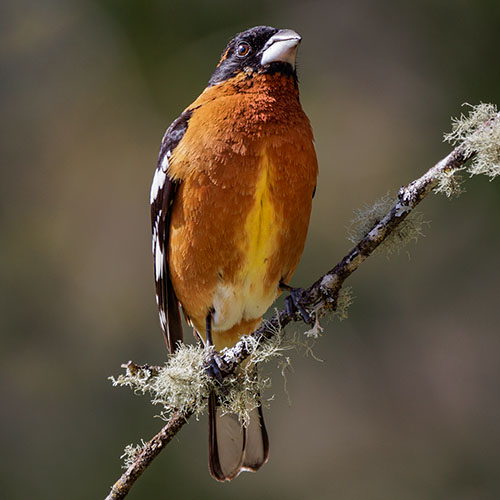 Black-headed Grosbeak