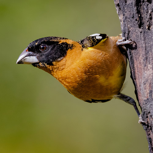 Black-headed Grosbeak