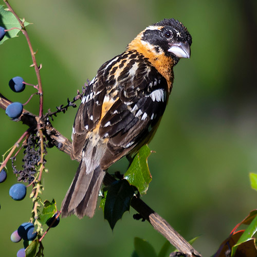 Black-headed Grosbeak