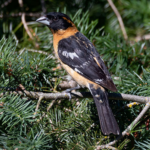 Black-headed Grosbeak