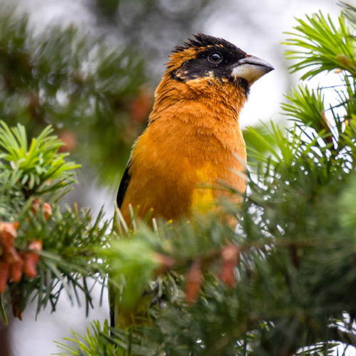 Black-headed Grosbeak