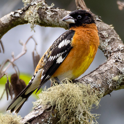 Black-headed Grosbeak