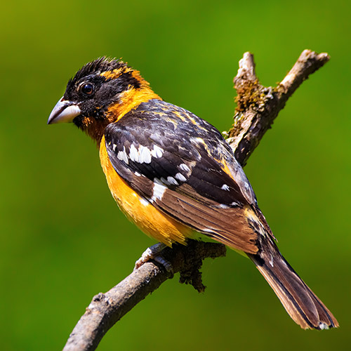 Black-headed Grosbeak