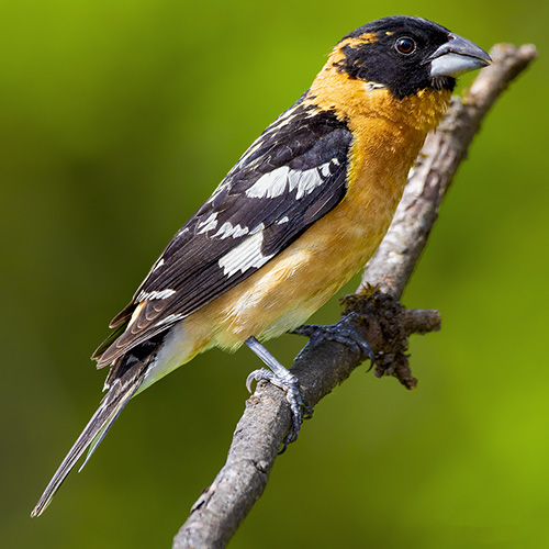 Black-headed Grosbeak