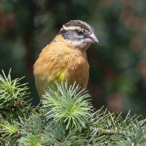 Black-headed Grosbeak