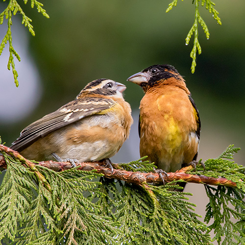 Black-headed Grosbeak