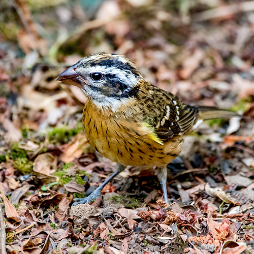Black-headed Grosbeak