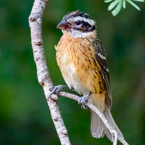 Black-headed Grosbeak