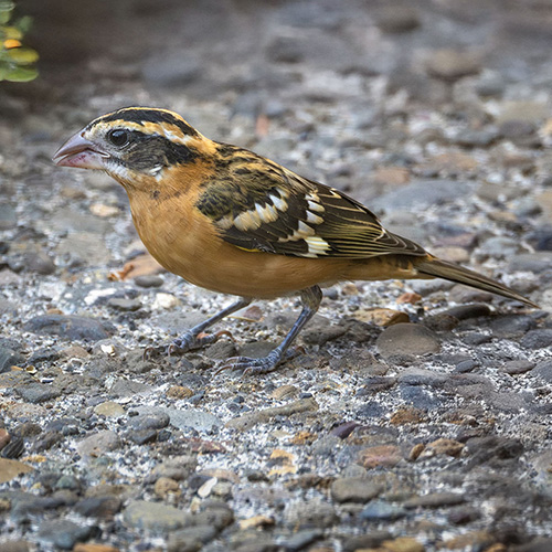 Black-headed Grosbeak