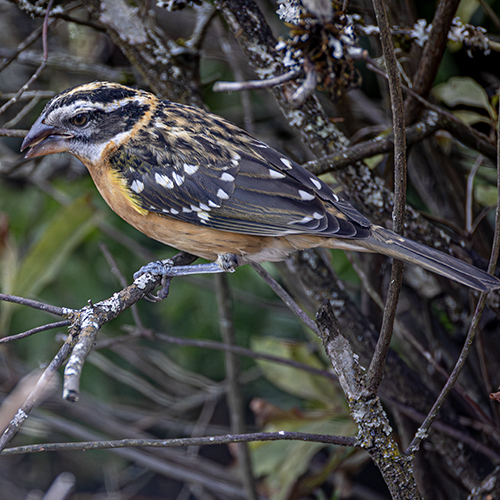 Black-headed Grosbeak