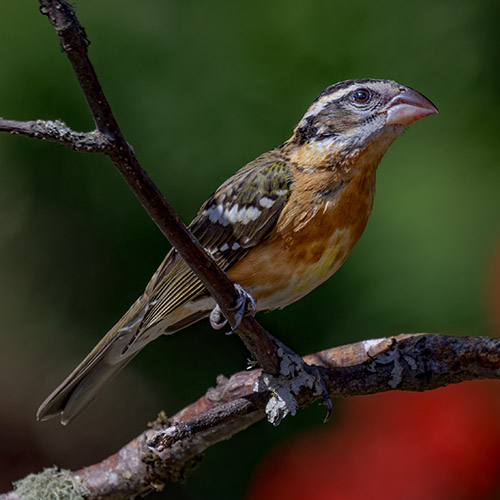 Black-headed Grosbeak