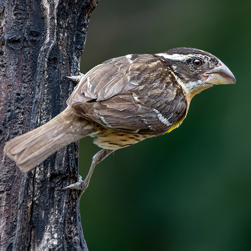 Black-headed Grosbeak