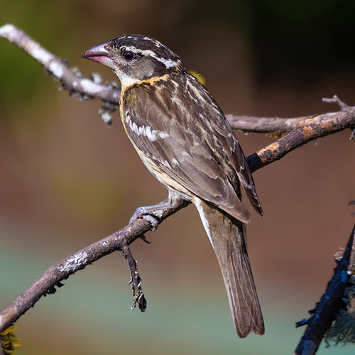 Black-headed Grosbeak