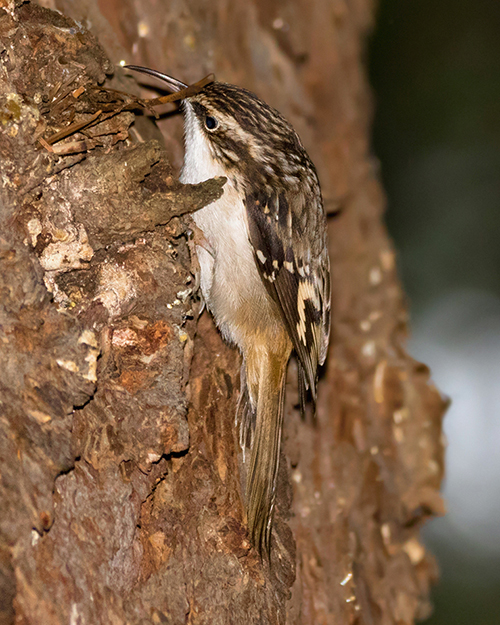 Brown Creeper