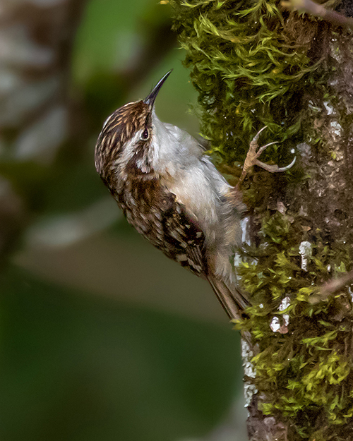 Brown Creeper