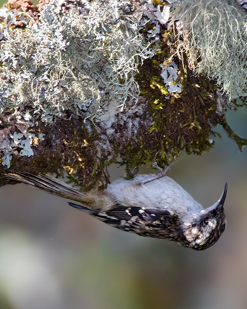 Brown Creeper