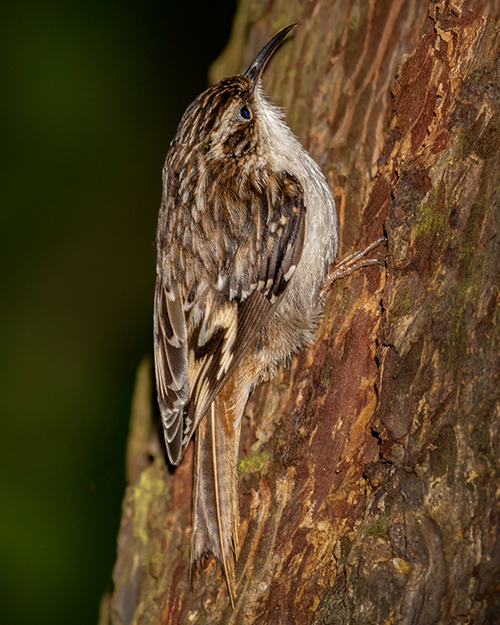 Brown Creeper