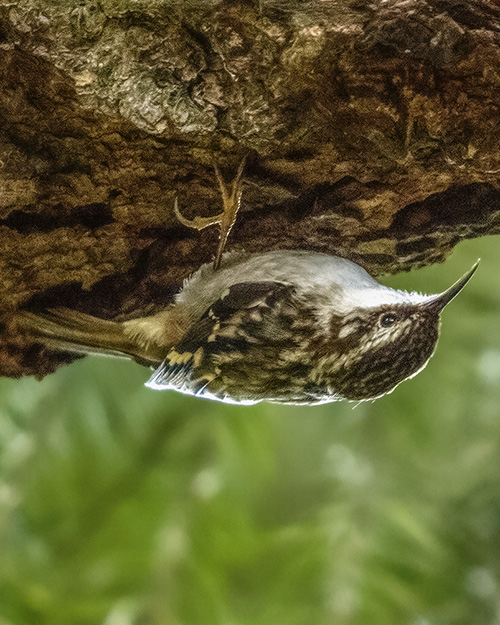 Brown Creeper