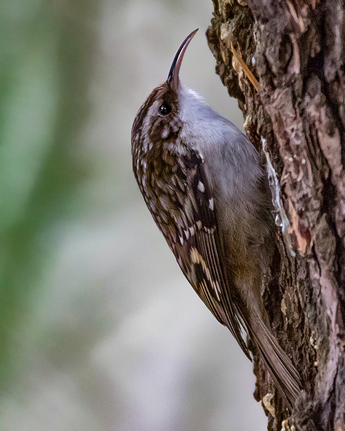 Brown Creeper