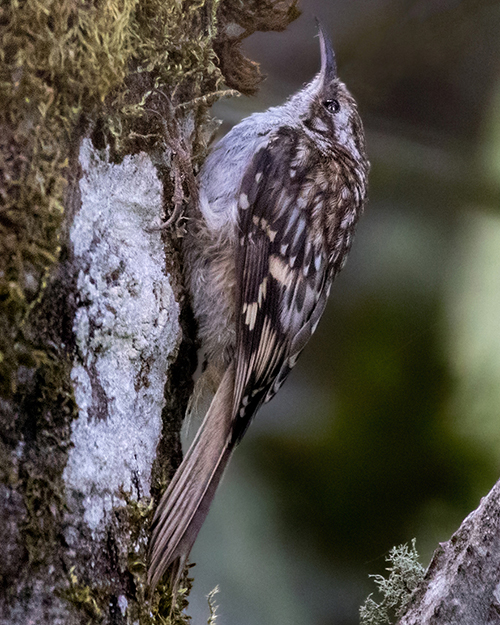 Brown Creeper