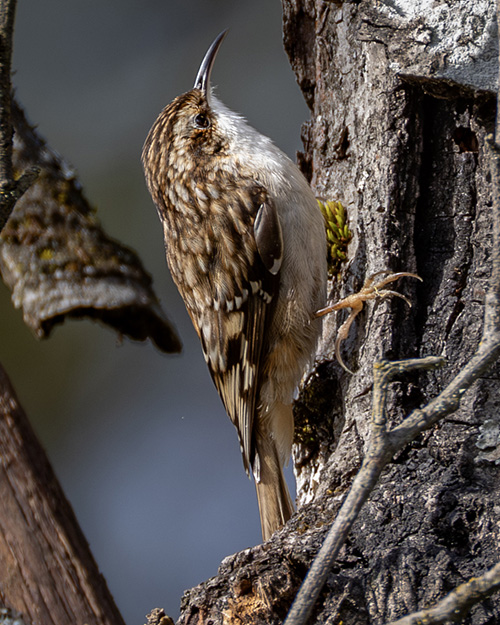 Brown Creeper