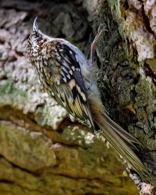 Brown Creeper