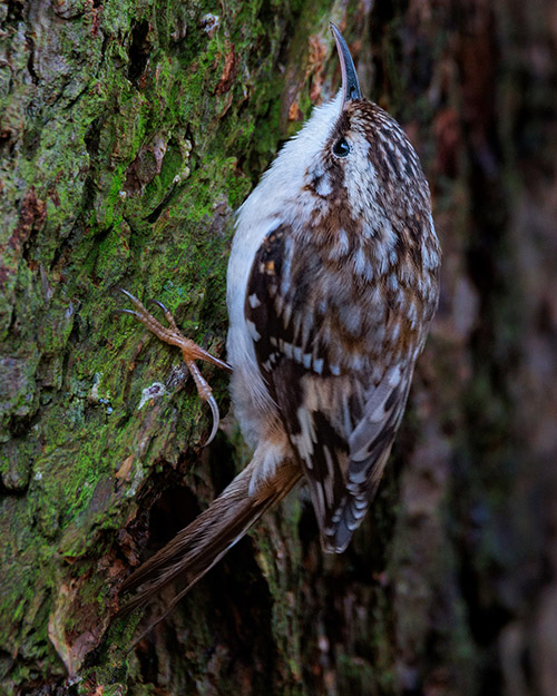 Brown Creeper