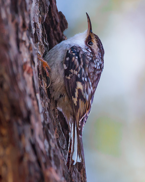 Brown Creeper