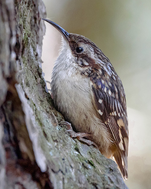 Brown Creeper