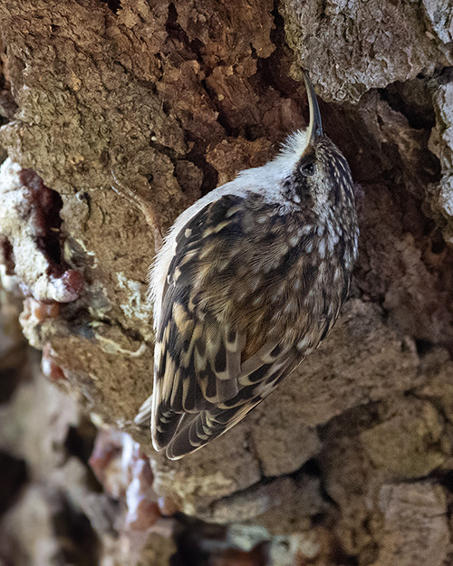 Brown Creeper