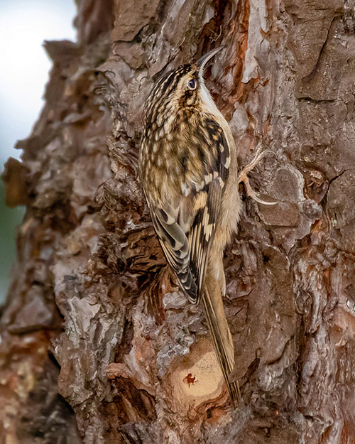 Brown Creeper