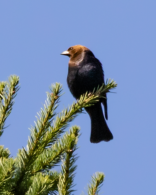 Brown-headed Cowbird