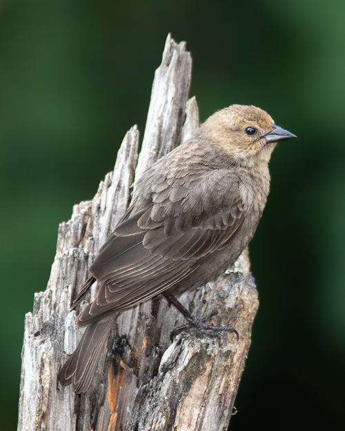 Brown-headed Cowbird