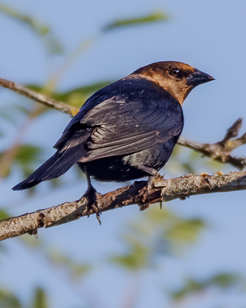 Brown-headed Cowbird