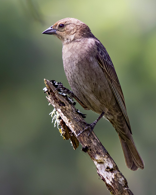 Brown-headed Cowbird