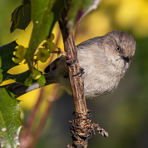 Bushtit