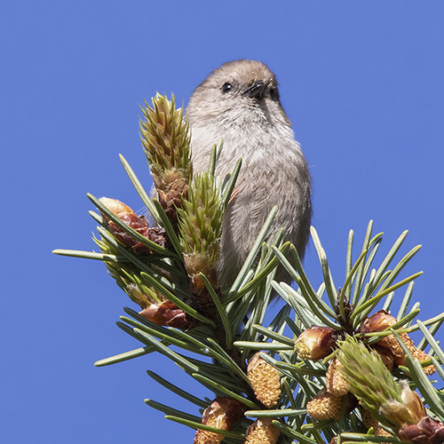 Bushtit