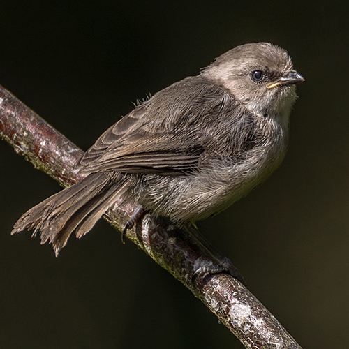 Bushtit