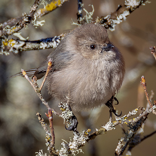 Bushtit