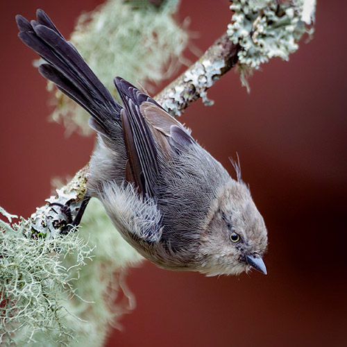 Bushtit