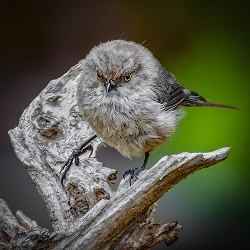 Bushtit